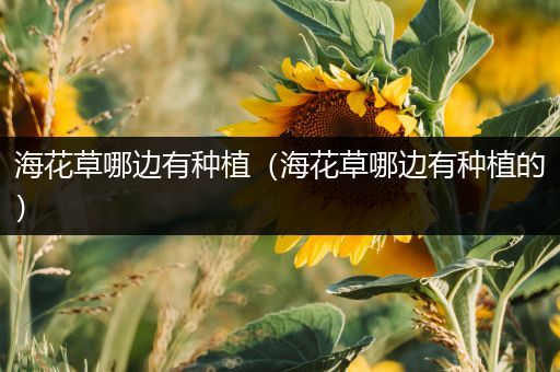 海花草哪边有种植（海花草哪边有种植的）
