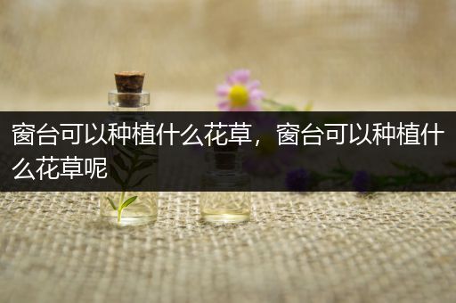 窗台可以种植什么花草，窗台可以种植什么花草呢