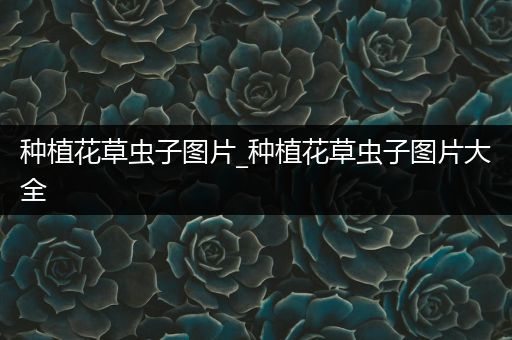 种植花草虫子图片_种植花草虫子图片大全
