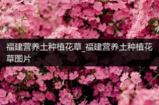 福建营养土种植花草_福建营养土种植花草图片