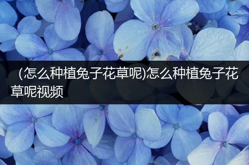 （怎么种植兔子花草呢)怎么种植兔子花草呢视频