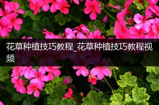 花草种植技巧教程_花草种植技巧教程视频