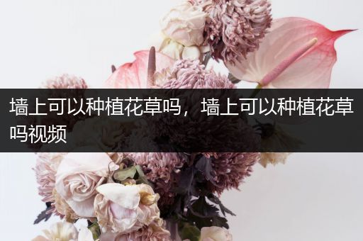 墙上可以种植花草吗，墙上可以种植花草吗视频