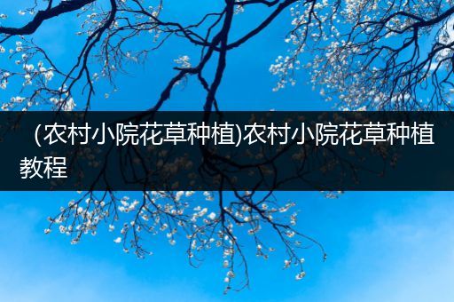 （农村小院花草种植)农村小院花草种植教程