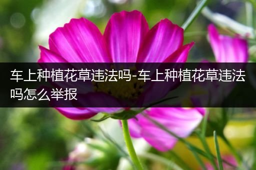 车上种植花草违法吗-车上种植花草违法吗怎么举报