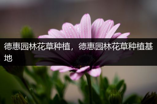 德惠园林花草种植，德惠园林花草种植基地