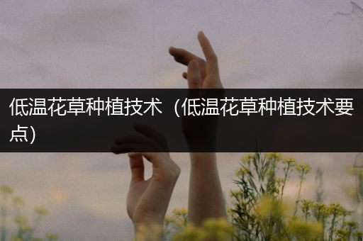 低温花草种植技术（低温花草种植技术要点）