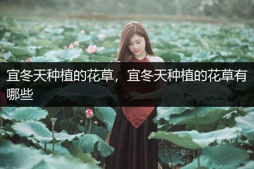 宜冬天种植的花草，宜冬天种植的花草有哪些