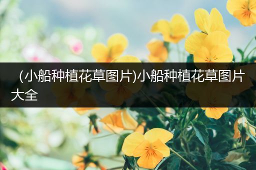 （小船种植花草图片)小船种植花草图片大全