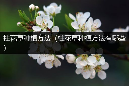 柱花草种植方法（柱花草种植方法有哪些）