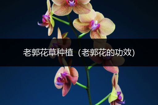 老郭花草种植（老郭花的功效）