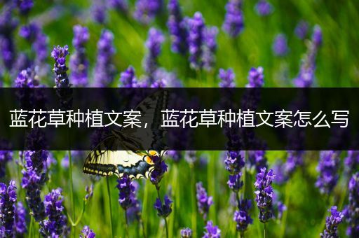 蓝花草种植文案，蓝花草种植文案怎么写