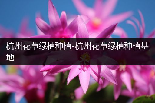 杭州花草绿植种植-杭州花草绿植种植基地