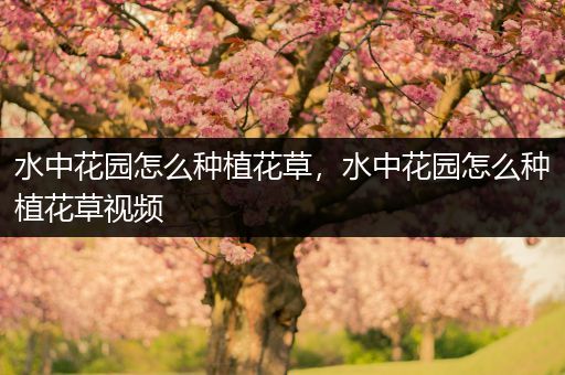 水中花园怎么种植花草，水中花园怎么种植花草视频