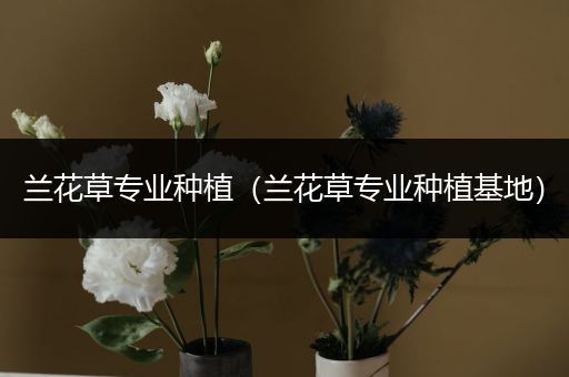 兰花草专业种植（兰花草专业种植基地）