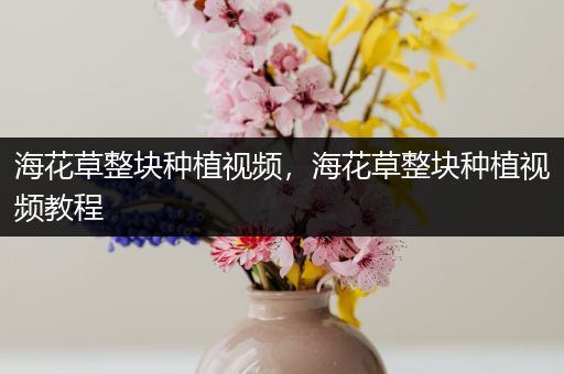 海花草整块种植视频，海花草整块种植视频教程