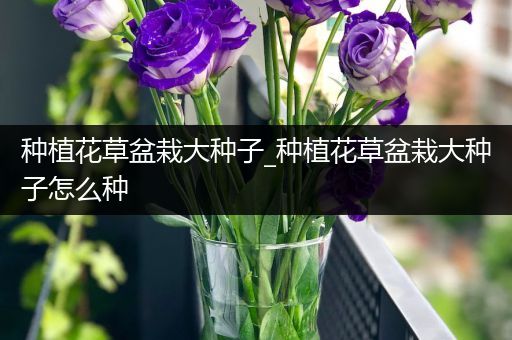 种植花草盆栽大种子_种植花草盆栽大种子怎么种