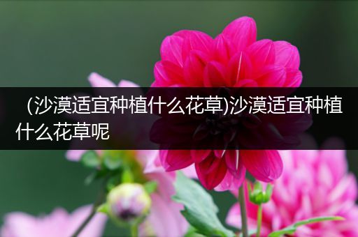 （沙漠适宜种植什么花草)沙漠适宜种植什么花草呢