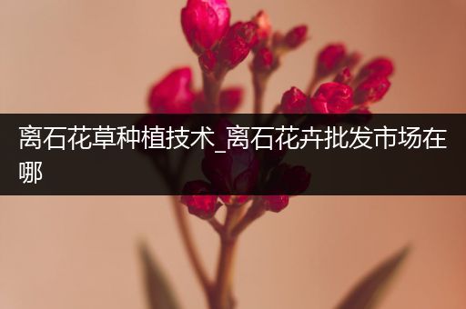 离石花草种植技术_离石花卉批发市场在哪