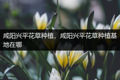 咸阳兴平花草种植，咸阳兴平花草种植基地在哪