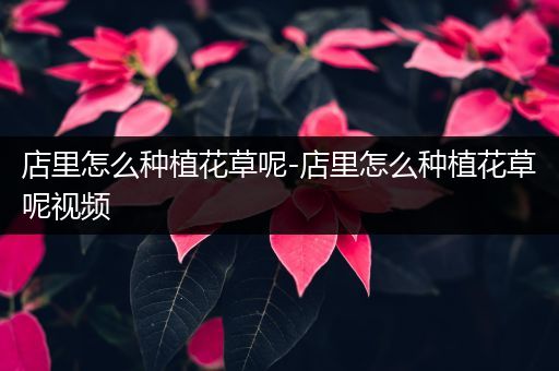 店里怎么种植花草呢-店里怎么种植花草呢视频