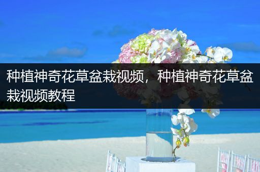 种植神奇花草盆栽视频，种植神奇花草盆栽视频教程