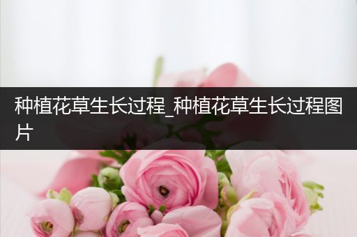 种植花草生长过程_种植花草生长过程图片