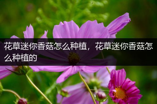 花草迷你香菇怎么种植，花草迷你香菇怎么种植的