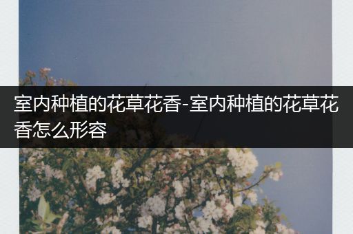 室内种植的花草花香-室内种植的花草花香怎么形容