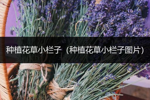 种植花草小栏子（种植花草小栏子图片）