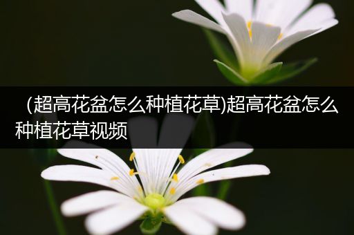 （超高花盆怎么种植花草)超高花盆怎么种植花草视频