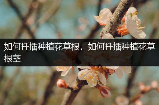 如何扦插种植花草根，如何扦插种植花草根茎