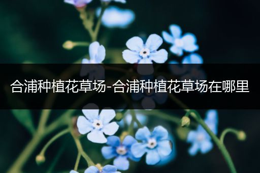 合浦种植花草场-合浦种植花草场在哪里