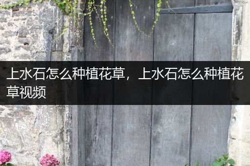 上水石怎么种植花草，上水石怎么种植花草视频