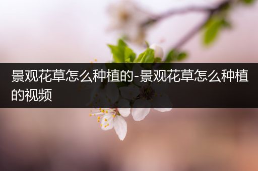 景观花草怎么种植的-景观花草怎么种植的视频