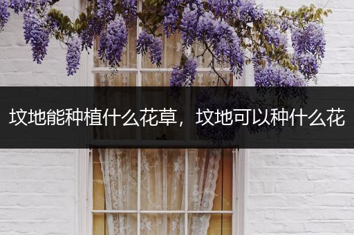 坟地能种植什么花草，坟地可以种什么花