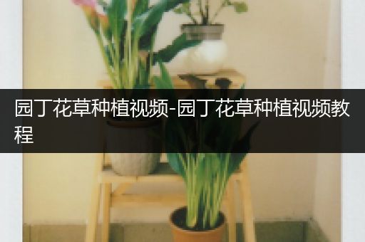 园丁花草种植视频-园丁花草种植视频教程