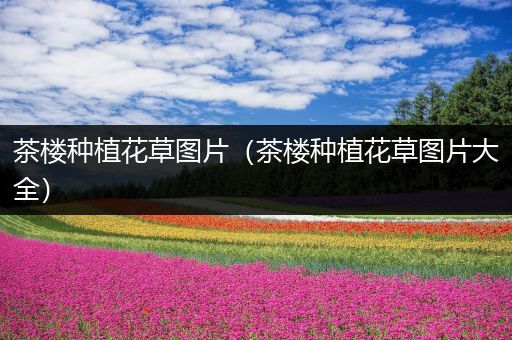 茶楼种植花草图片（茶楼种植花草图片大全）