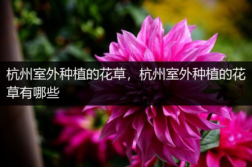 杭州室外种植的花草，杭州室外种植的花草有哪些