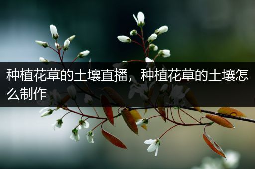 种植花草的土壤直播，种植花草的土壤怎么制作