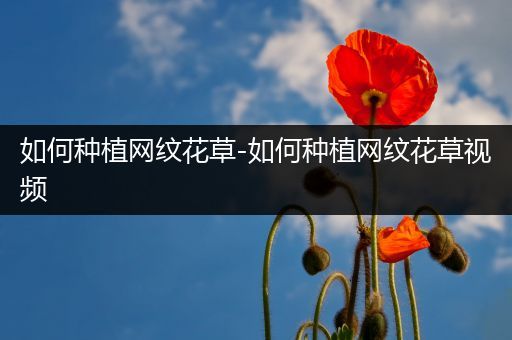 如何种植网纹花草-如何种植网纹花草视频