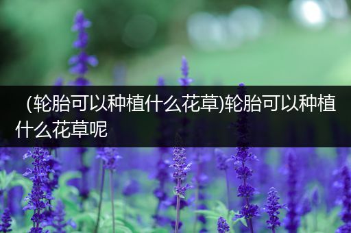 （轮胎可以种植什么花草)轮胎可以种植什么花草呢