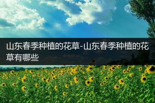 山东春季种植的花草-山东春季种植的花草有哪些