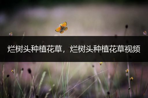 烂树头种植花草，烂树头种植花草视频