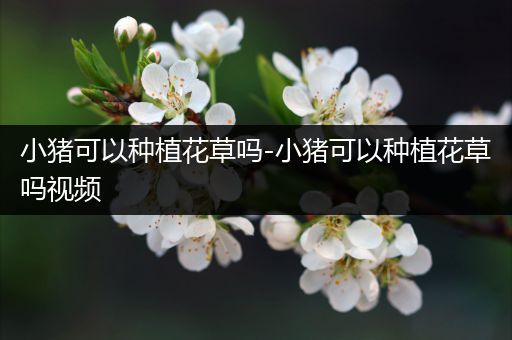 小猪可以种植花草吗-小猪可以种植花草吗视频