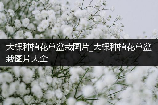 大棵种植花草盆栽图片_大棵种植花草盆栽图片大全