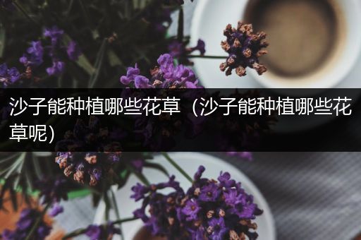 沙子能种植哪些花草（沙子能种植哪些花草呢）