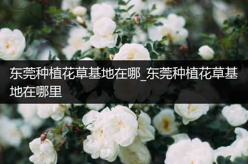 东莞种植花草基地在哪_东莞种植花草基地在哪里