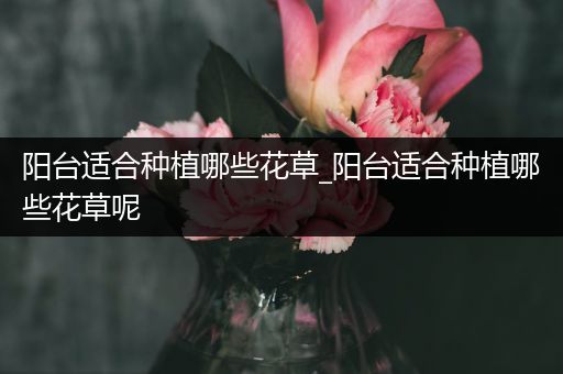 阳台适合种植哪些花草_阳台适合种植哪些花草呢