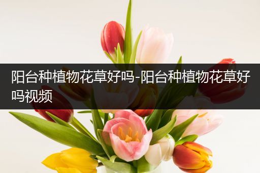 阳台种植物花草好吗-阳台种植物花草好吗视频